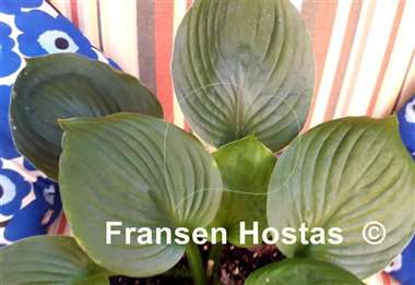 Hosta Klingon